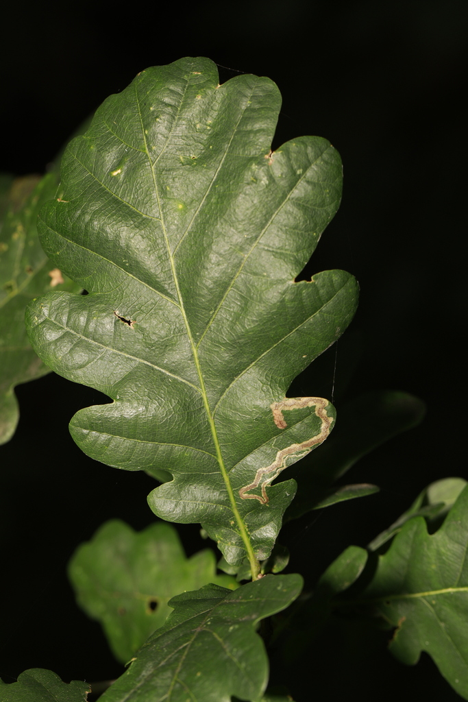 Red-headed Pigmy