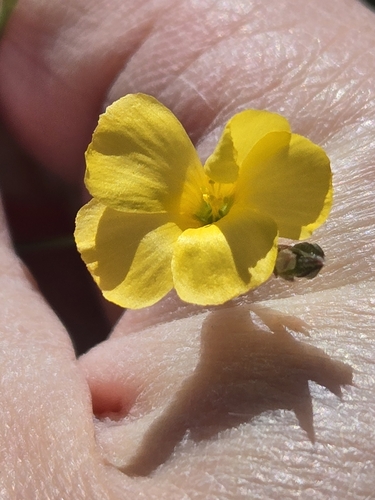 Image of Linum rupestre by (c) Jo Roberts, some rights reserved (CC BY)