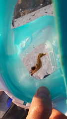 Hippocampus guttulatus