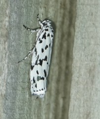 Ethmia notatella