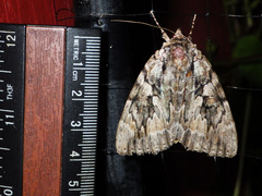 Catocala subnata
