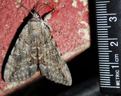 Catocala habilis