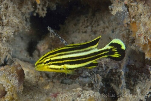 Blackspotted Rubberlip