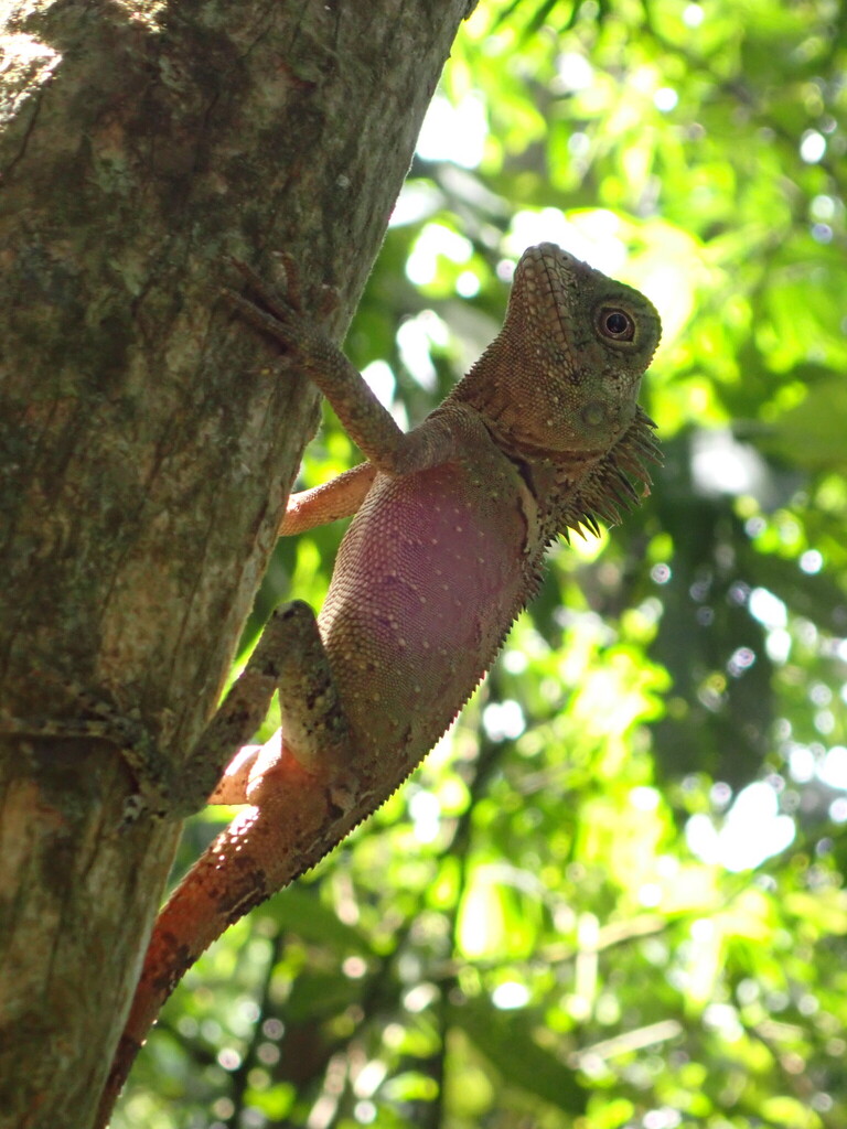 Negros Forest Dragon
