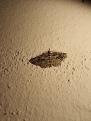 Peribatodes secundaria