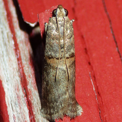 Acrobasis juglandis