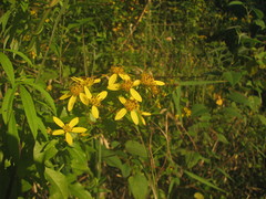 Bidens reptans