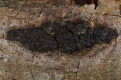 Camaropella microspora