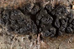 Camaropella microspora