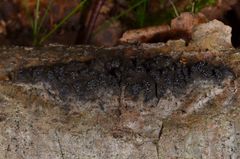 Camaropella microspora