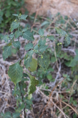 Solanum nigrum