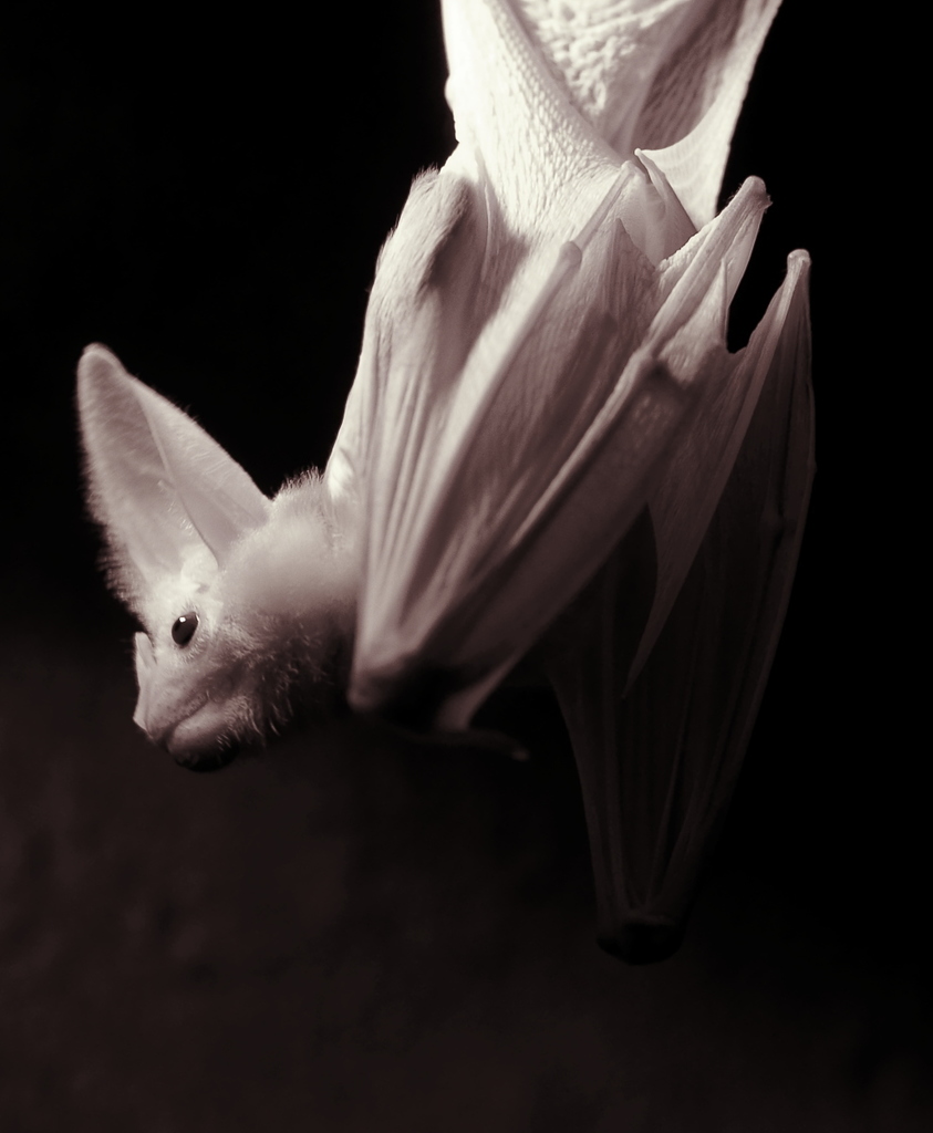australian ghost bat