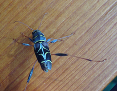 Neoclytus scutellaris