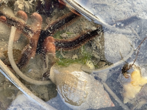 black brittle star