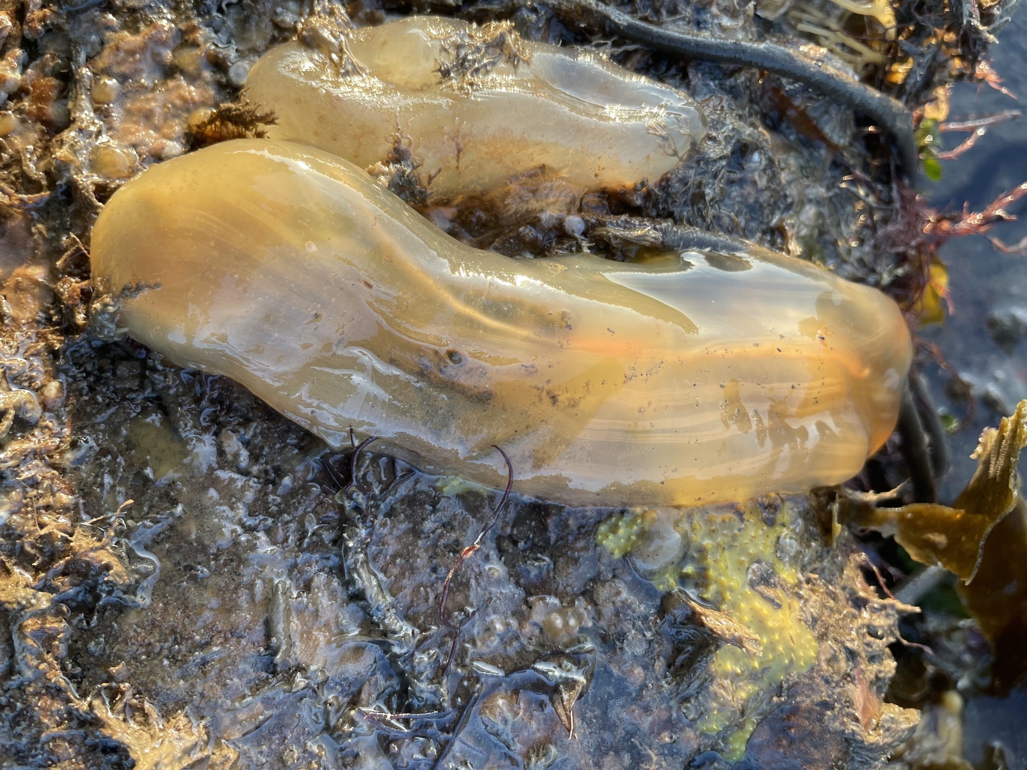 Ciona intestinalis (Linnaeus, 1767)