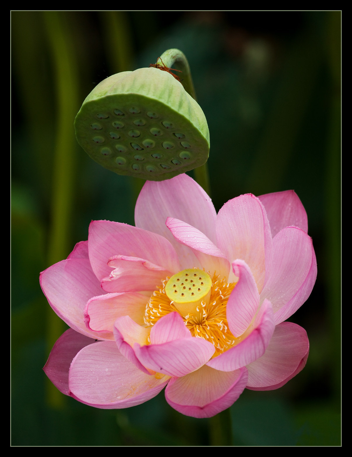 Nelumbonaceae