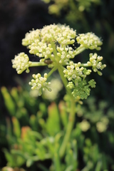 Crithmum maritimum