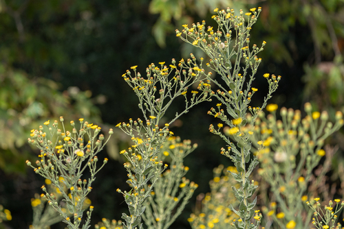 Heterotheca grandiflora