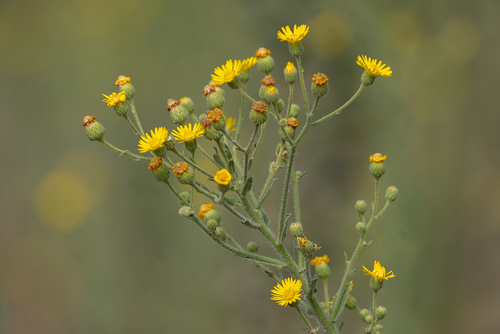 Heterotheca grandiflora