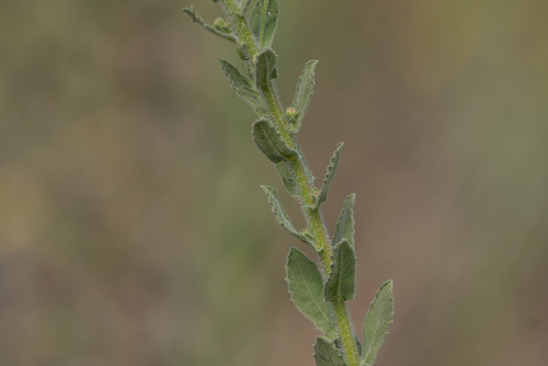Heterotheca grandiflora