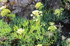 Crithmum maritimum