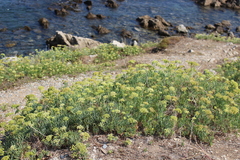Crithmum maritimum