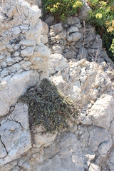 Camphorosma monspeliaca