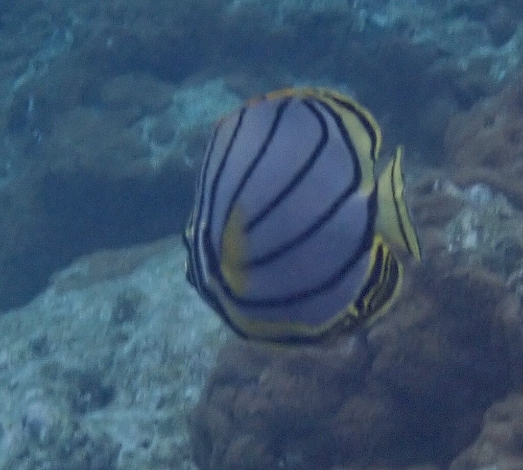 Scrawled butterflyfish