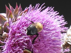 Anthophora montana