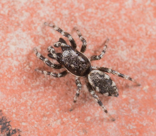Schorszebraspin