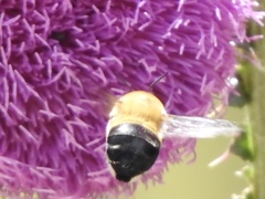 Anthophora montana