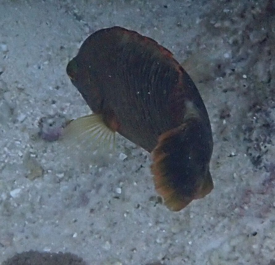 Tripletail wrasse
