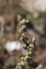 Camphorosma monspeliaca