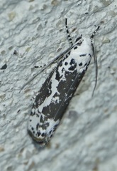 Ethmia kirbyi