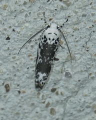 Ethmia kirbyi