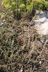 Camphorosma monspeliaca