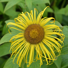 Inula hookeri