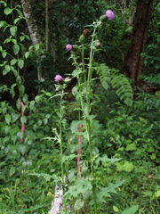 Cirsium mexicanum