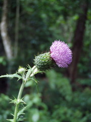 Cirsium mexicanum