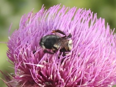 Bombus cockerelli