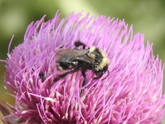 Bombus cockerelli