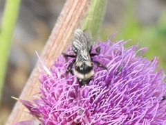 Bombus cockerelli