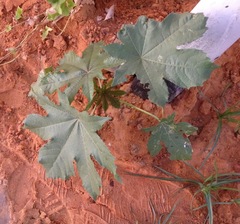 Ricinus communis