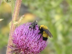 Bombus cockerelli