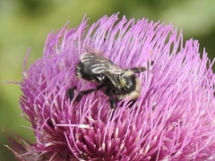 Bombus cockerelli