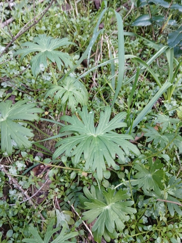 Image of Delphinium menziesii by (c) Chris Fluit, some rights reserved (CC BY)