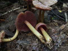 Mycena rutilantiformis
