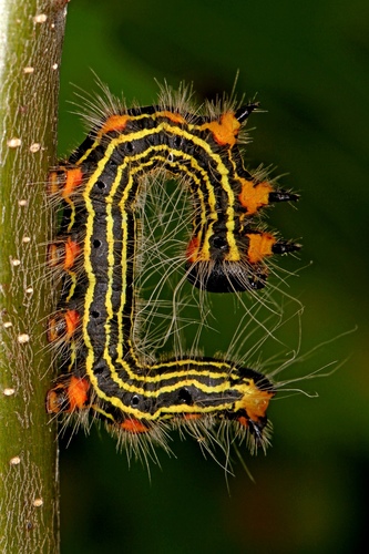 Yellow-necked Caterpillar Moth photo 6