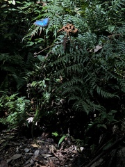 Morpho helenor maculata