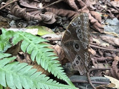 Morpho helenor maculata